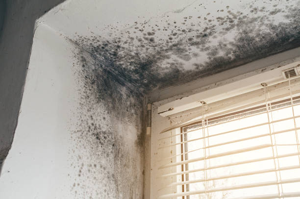 Affordable Bathroom Mold Removal solutions in Baroda, MI